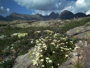 78 Saxifraga caesia con Diavoli e &..